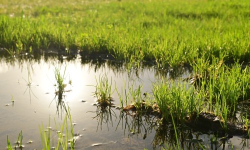 Der Schwammgarten - effizienter Umgang mit Wasser