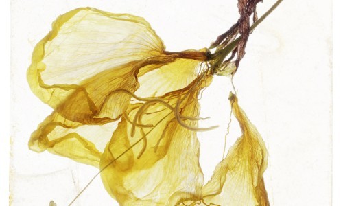 Brigitte Lustenberger. A Gaze of One&rsquo;s Own