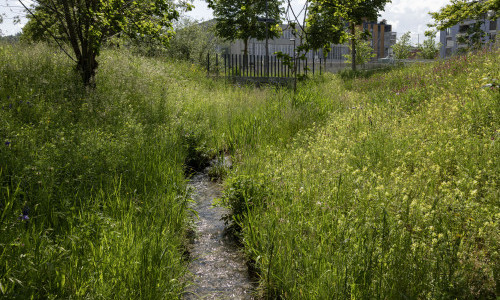 Ein Spaziergang entlang des Holderbachs