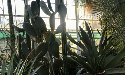 Zurich Succulent Plant Collection